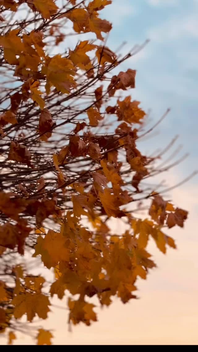 Czy fiolet i róż pasuje do jesieni? 

Fiolet i róż to nie kolory - to styl życia! 💜🩷 
One pasują do każdej pory roku i na każdą okazję! Zgadzacie się z nami? Dajcie znać w komentarzu i zaobserwujcie po więcej! 🩷
#jesieniara #jesiennybukiet #autumn #autumnvibes #autumnboquet #kwiaciarniabielsko