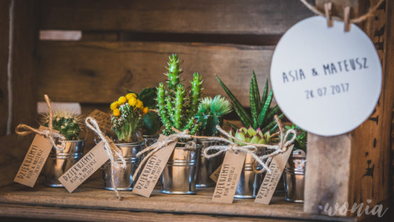 Prezenciki dla gości - sukulenty