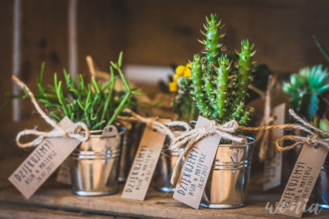 Prezenciki dla gości - sukulenty