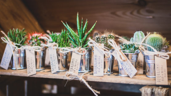Prezenciki dla gości - sukulenty