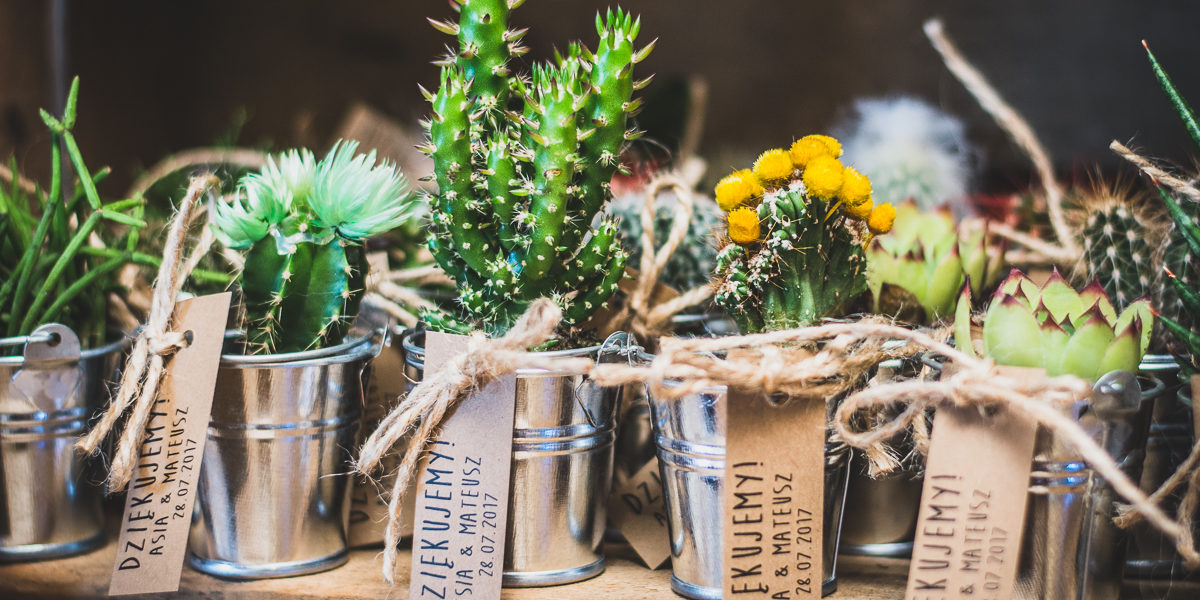 Prezenciki dla gości – sukulenty Prezenciki dla gości - sukulenty