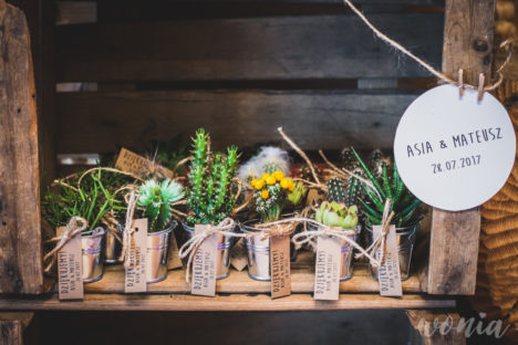 Prezenciki dla gości - sukulenty